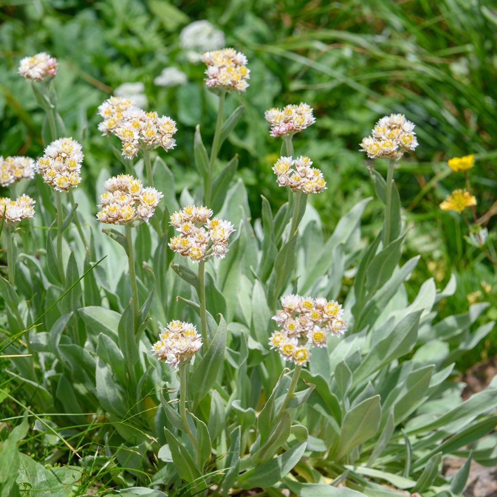 Anaphalis alpicola