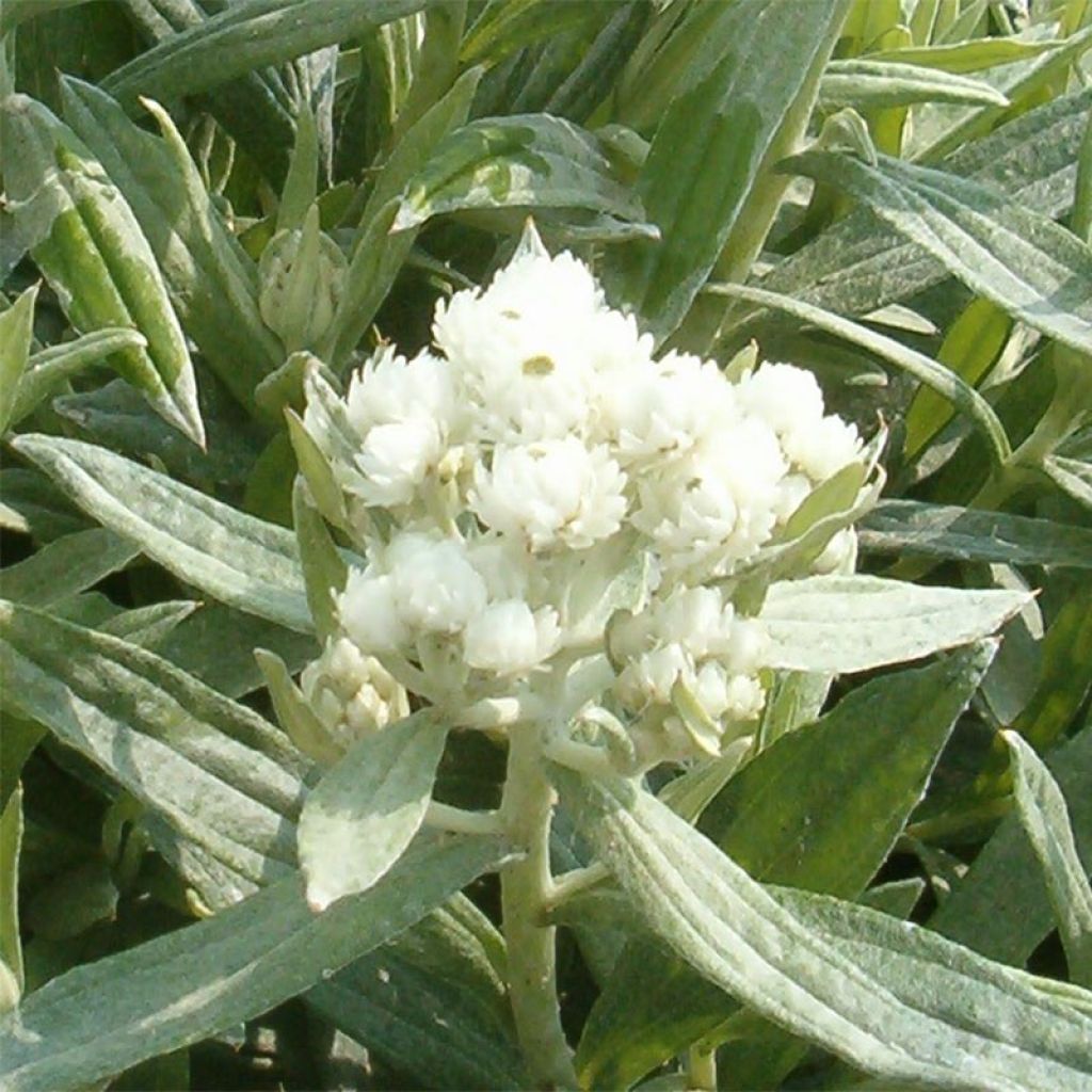 Anaphalis triplinervis Sommerschnee - Immortelle de l'Himalaya