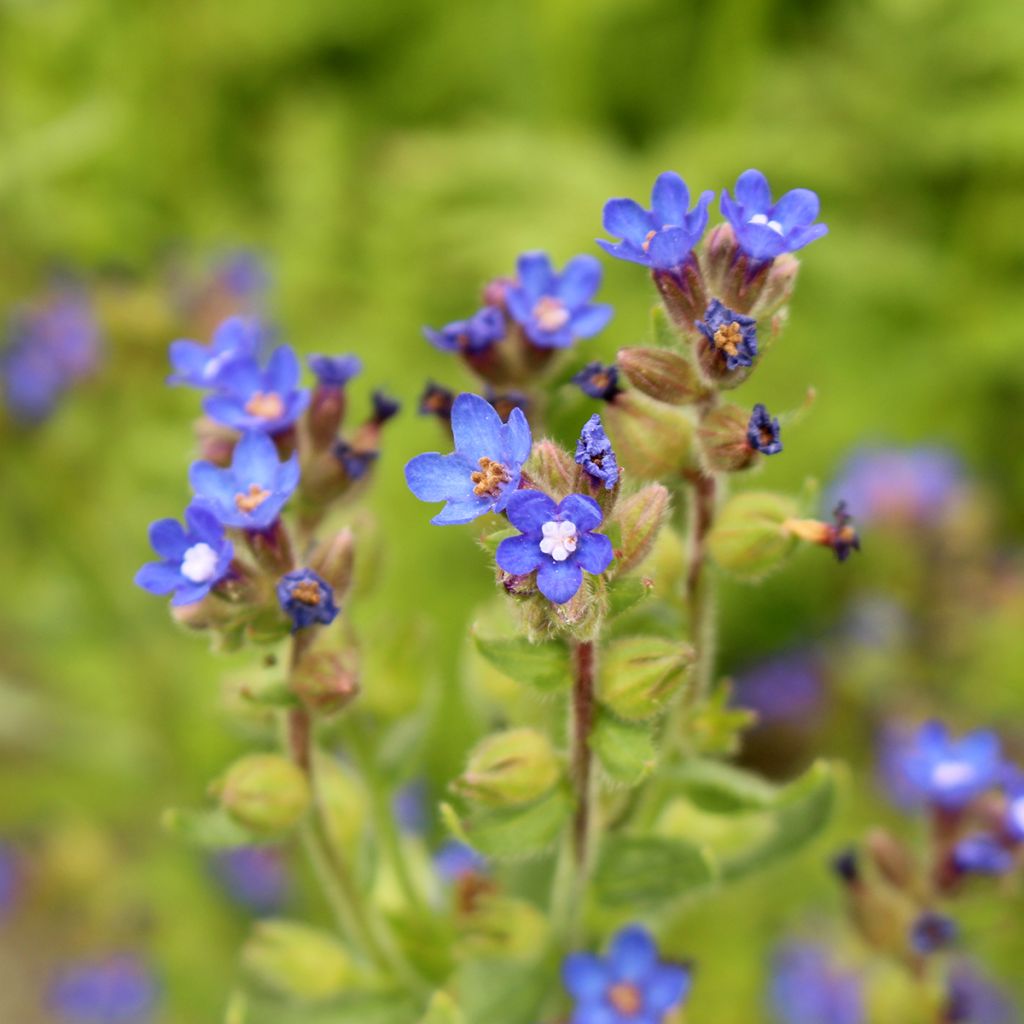 Anchusa azurea Loddon Royalist