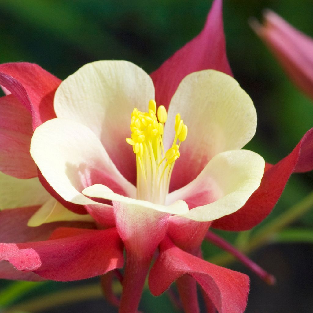 Aquilegia Songbird Series Cardinal - Columbine