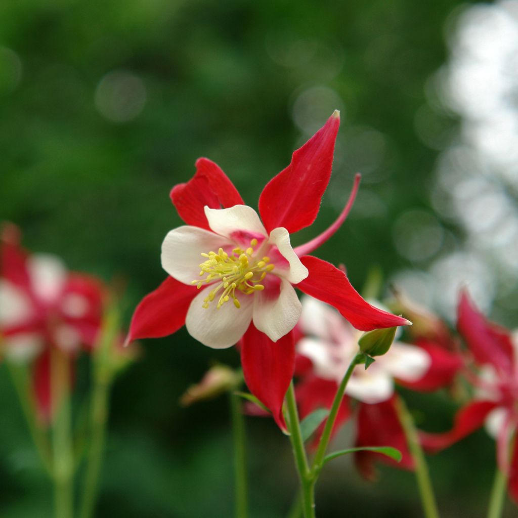 Aquilegia Songbird Series Cardinal - Columbine