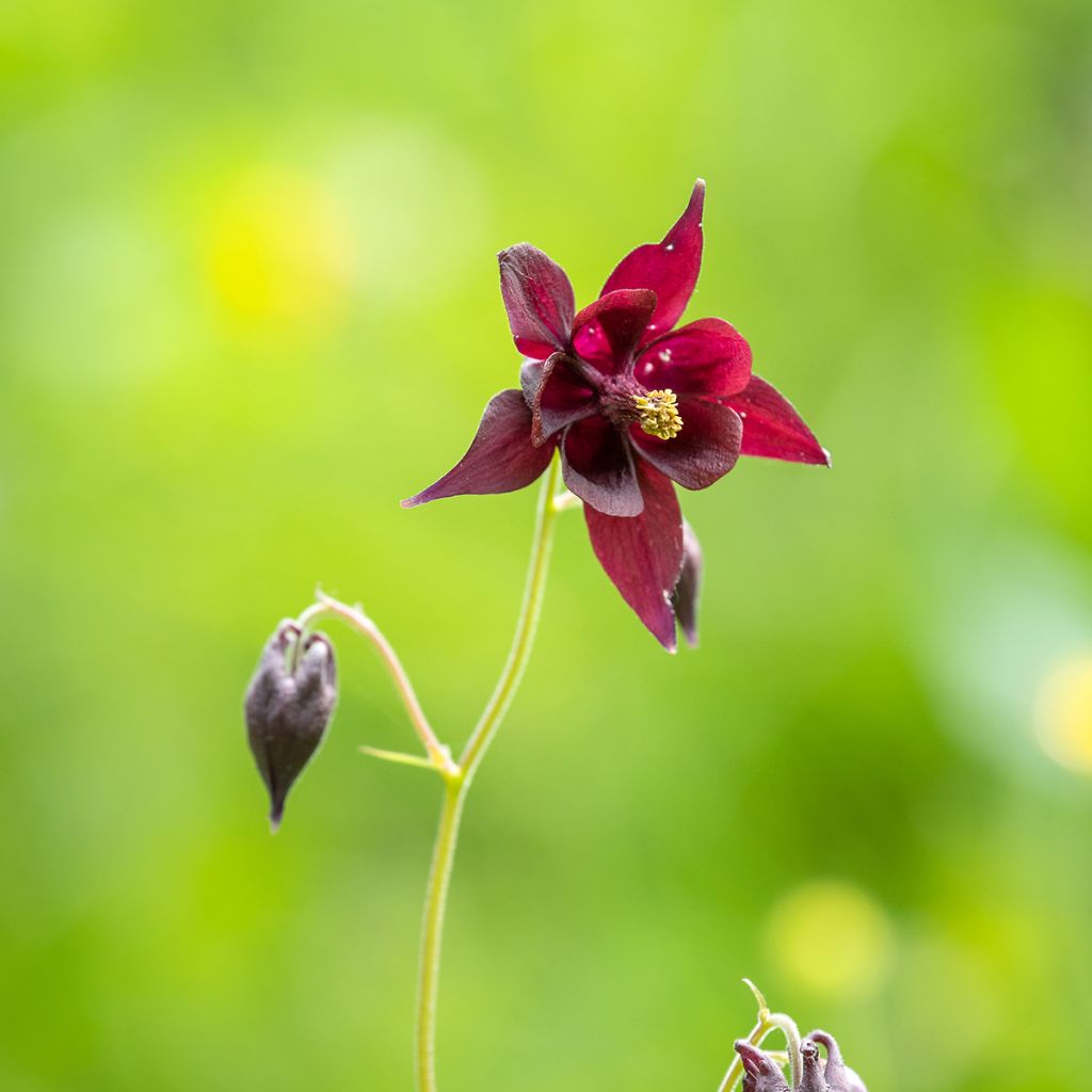 Aquilegia atrata - Columbine