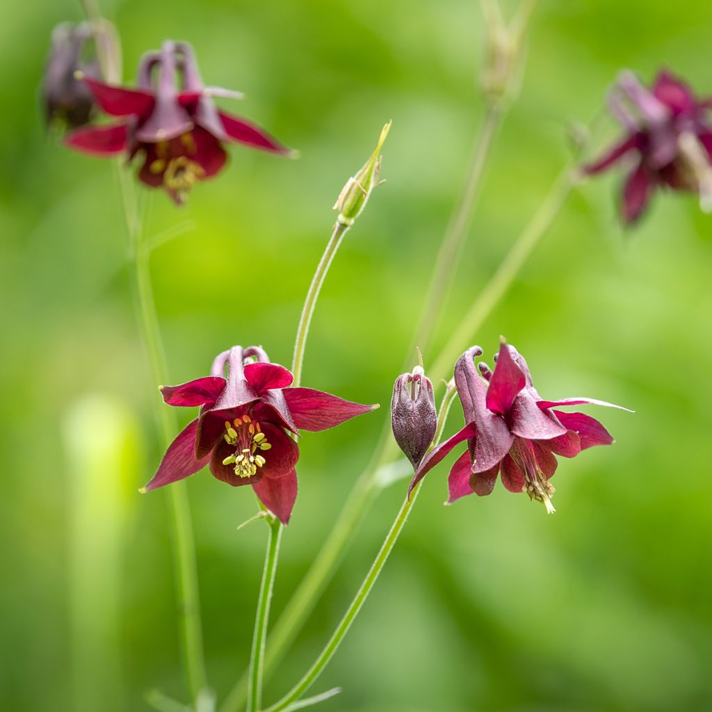 Aquilegia atrata - Columbine