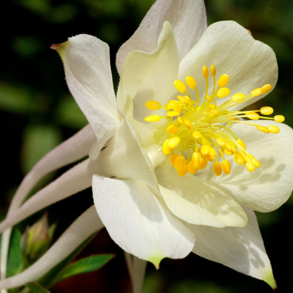 Aquilegia caerulea Kristall - Columbine