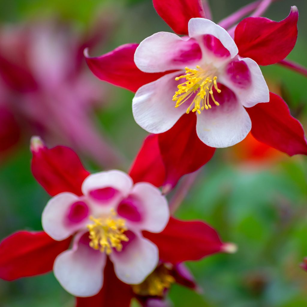 Aquilegia Rose Queen - Columbine