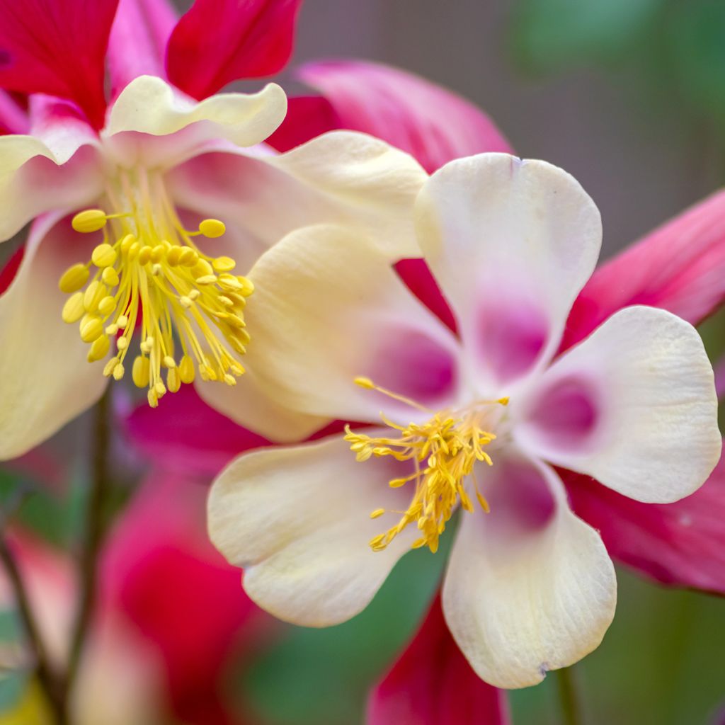 Aquilegia Rose Queen - Columbine