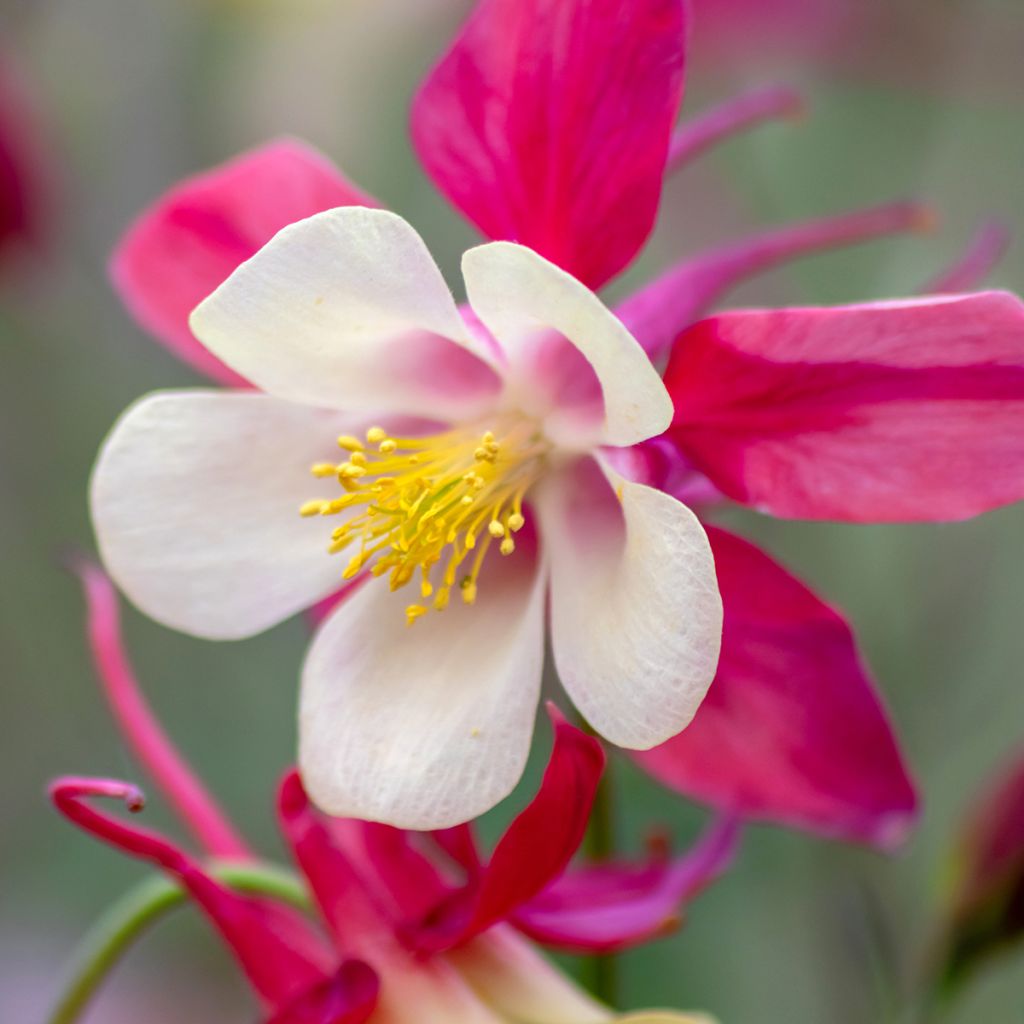 Aquilegia Rose Queen - Columbine