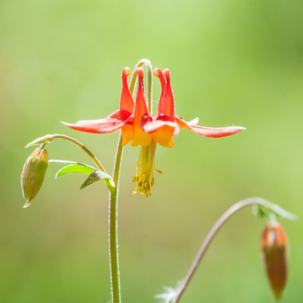 Aquilegia formosa - Columbine