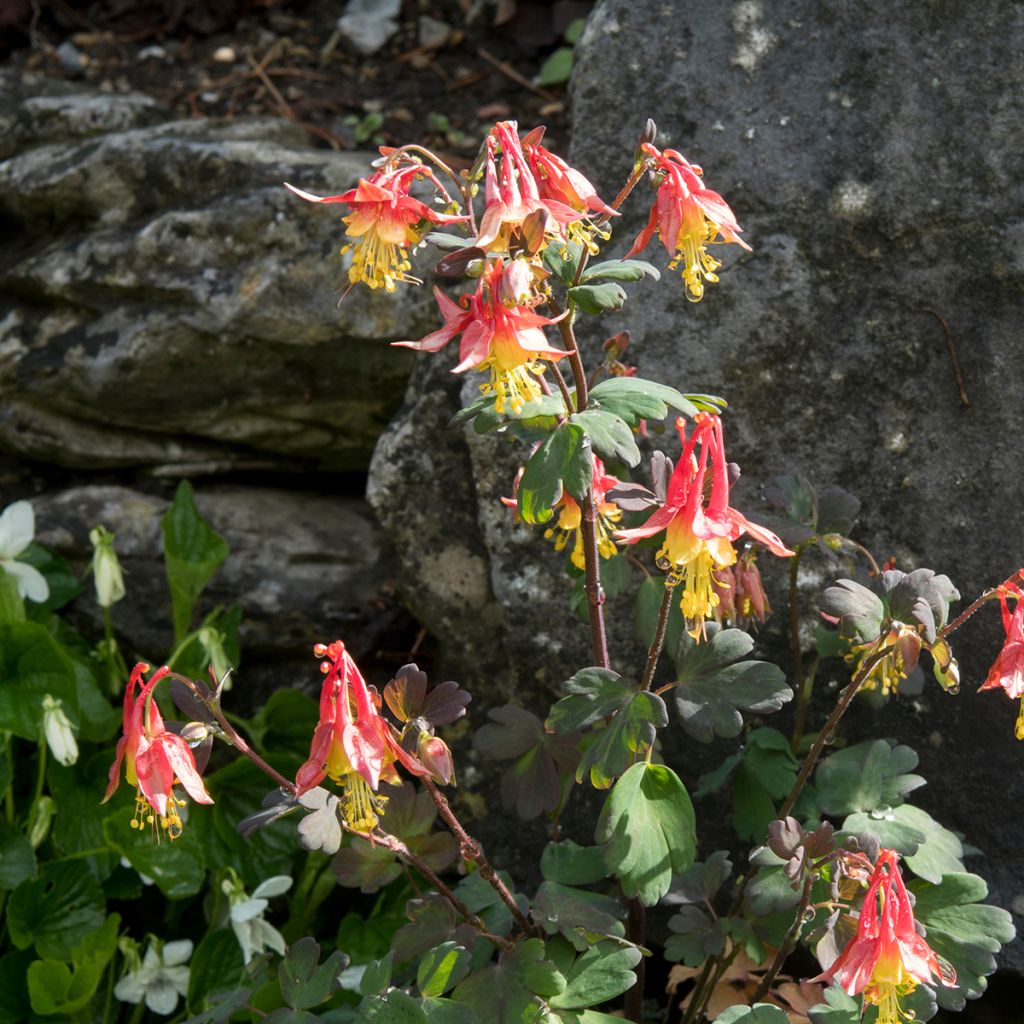 Aquilegia formosa - Columbine