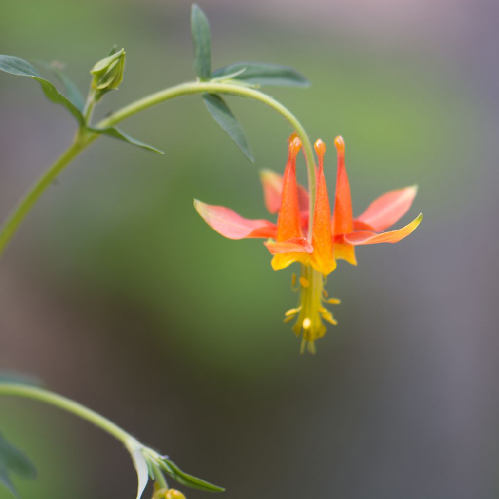 Aquilegia formosa - Columbine