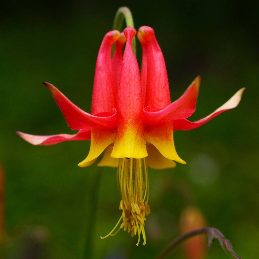 Aquilegia formosa - Columbine