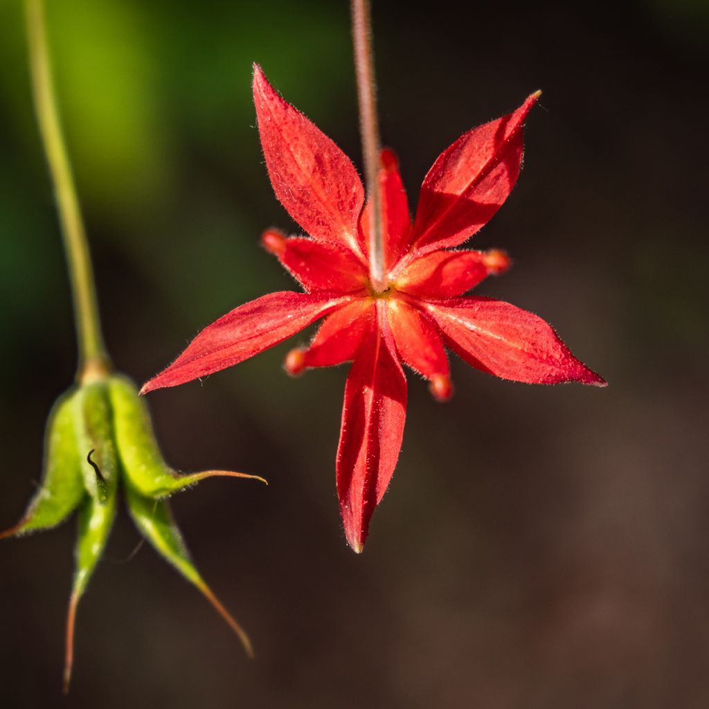 Aquilegia formosa - Columbine