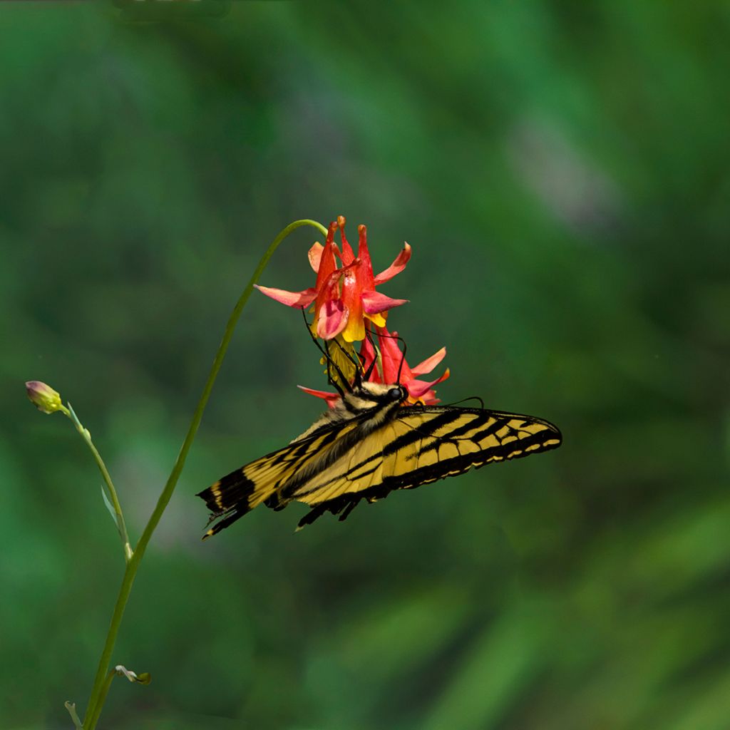 Aquilegia formosa - Columbine