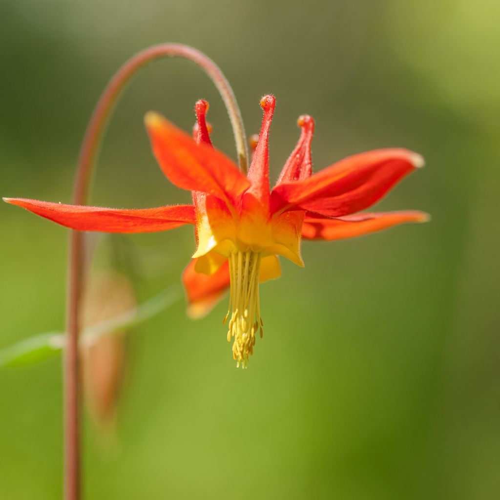 Aquilegia formosa - Columbine