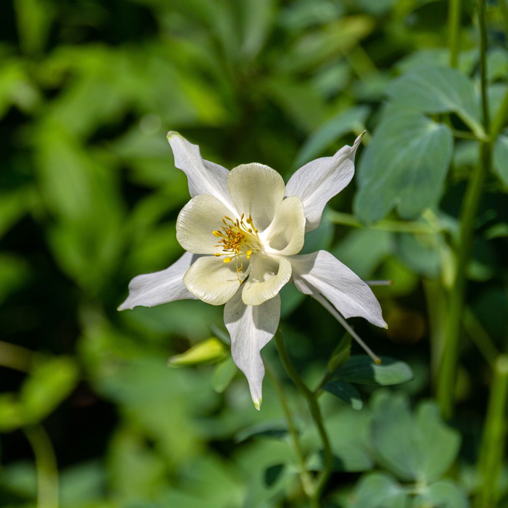 Aquilegia fragrans - Columbine