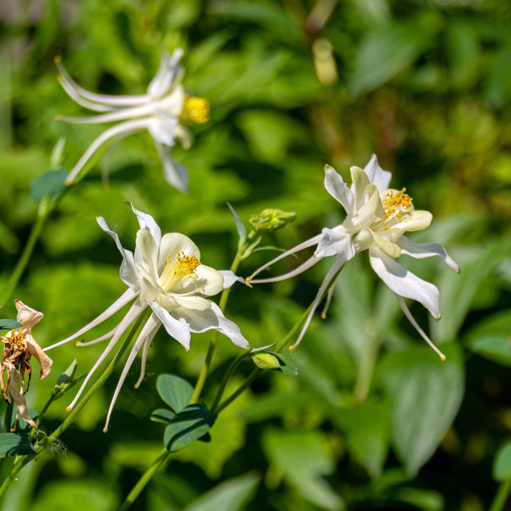 Aquilegia fragrans - Columbine