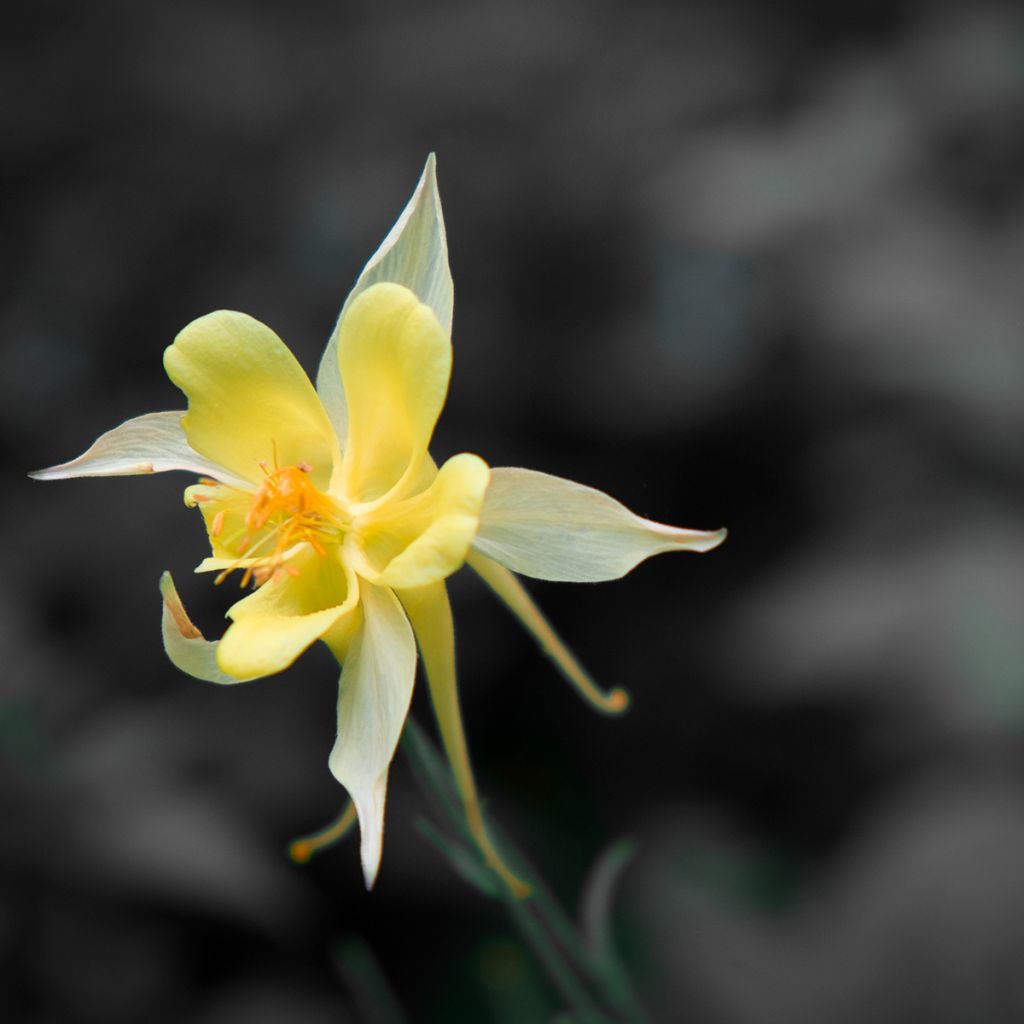 Aquilegia longissima - Columbine