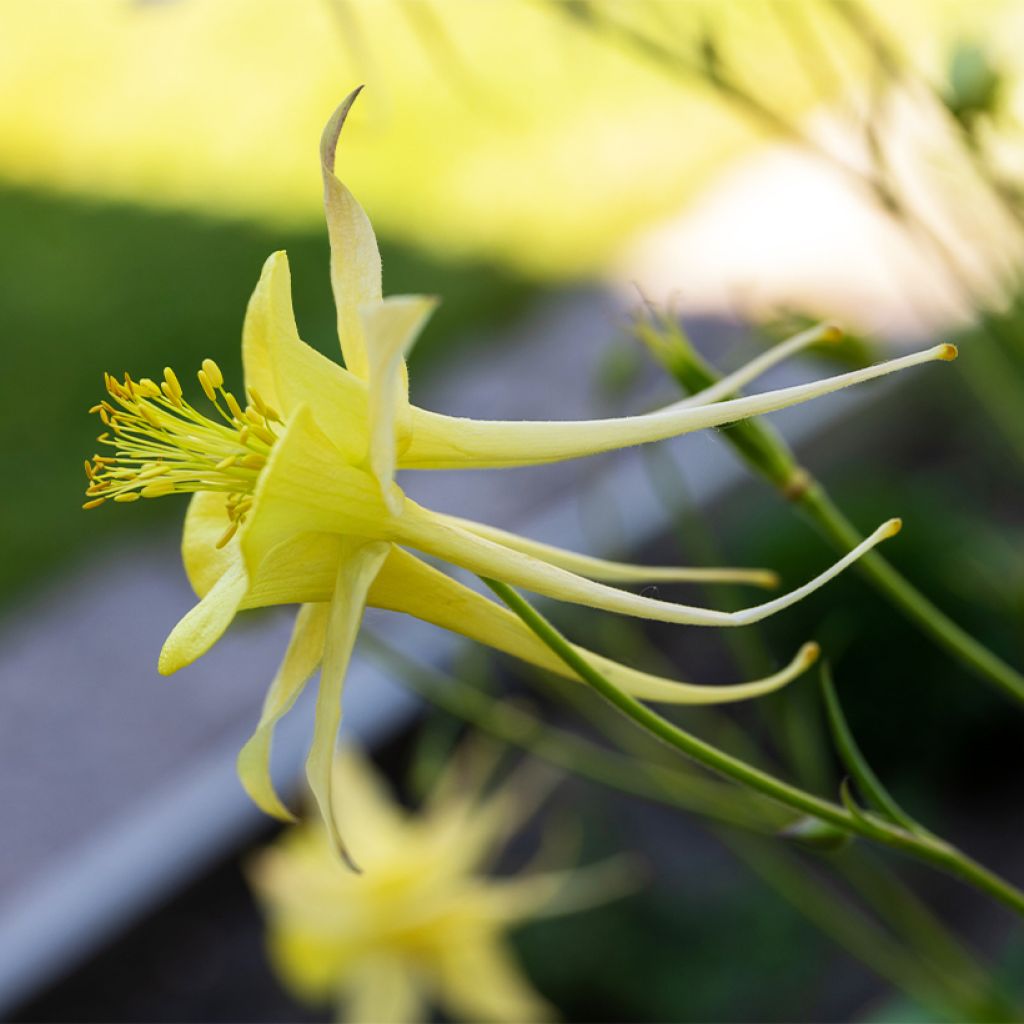 Aquilegia longissima - Columbine