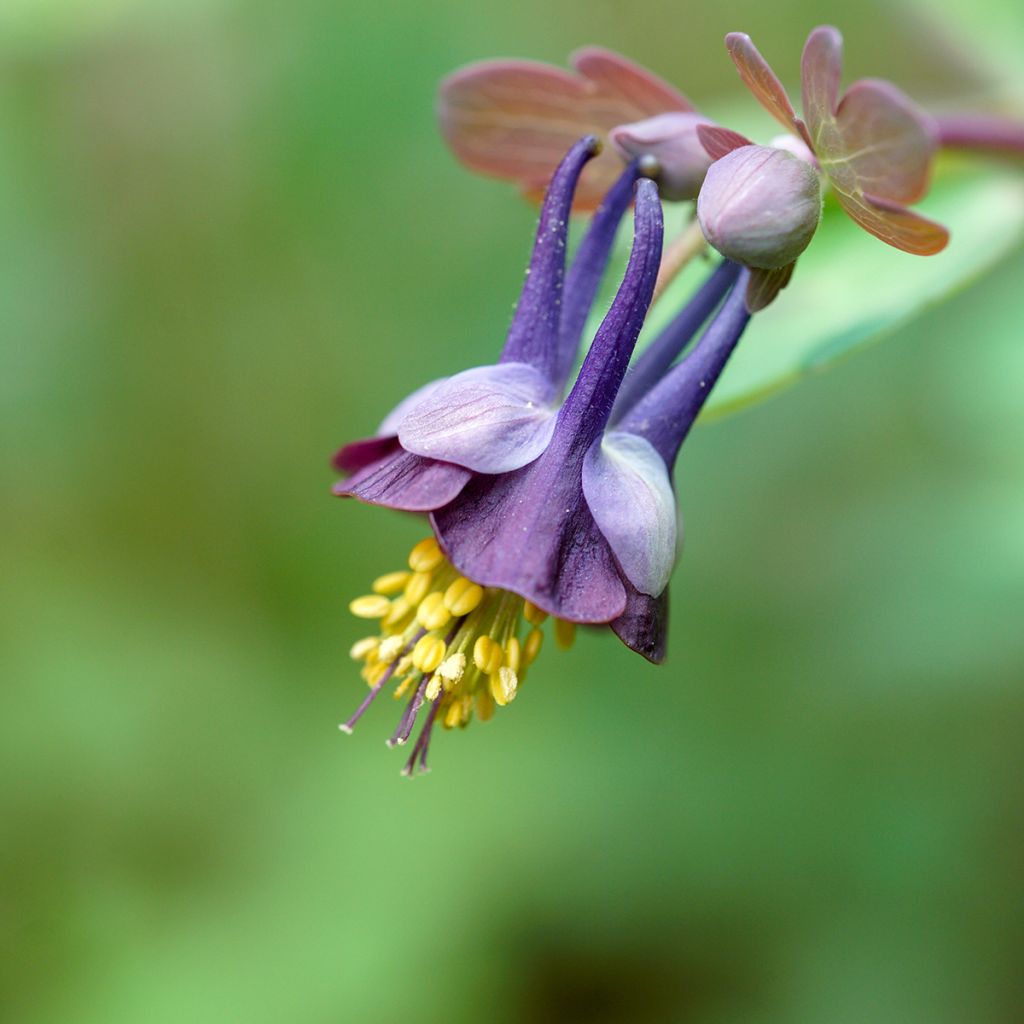 Aquilegia viridiflora - Columbine