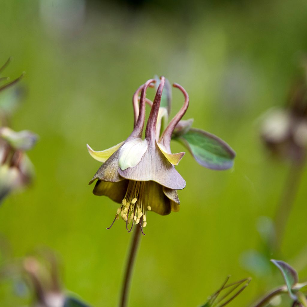Aquilegia viridiflora - Columbine
