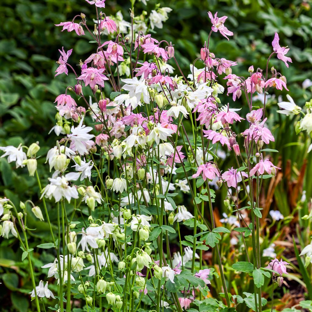 Aquilegia vulgaris Munstead White - Columbine