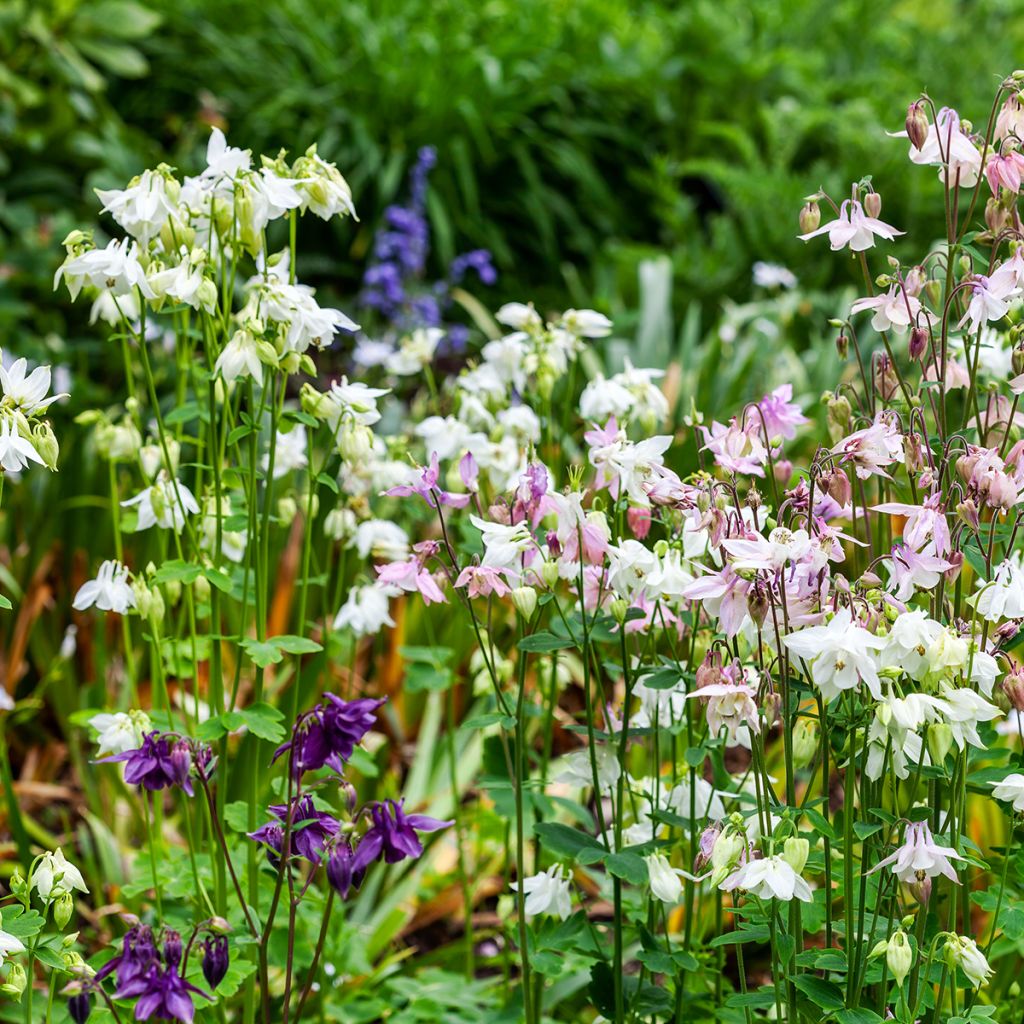 Aquilegia vulgaris Munstead White - Columbine