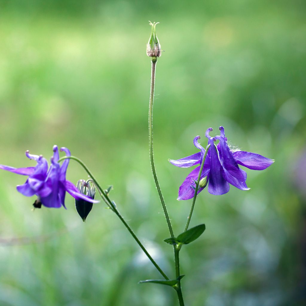 Aquilegia vulgaris - Columbine