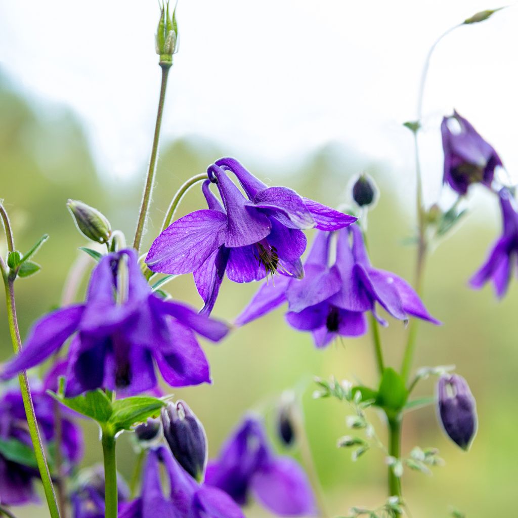 Aquilegia vulgaris - Columbine