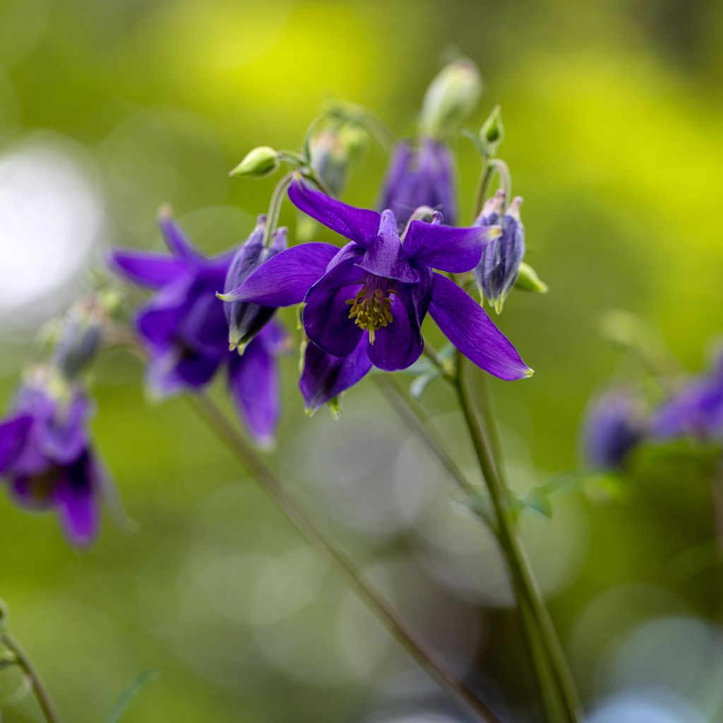 Aquilegia vulgaris - Columbine