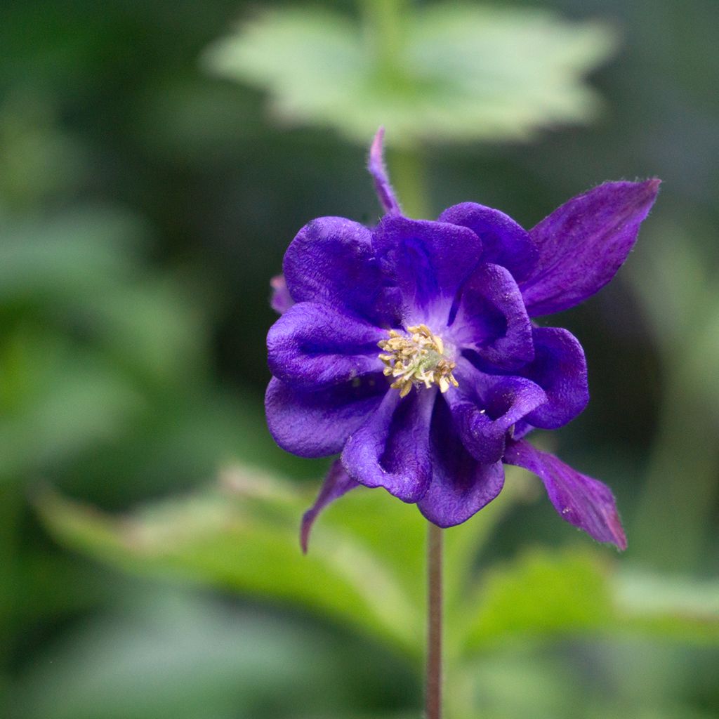 Aquilegia vulgaris - Columbine