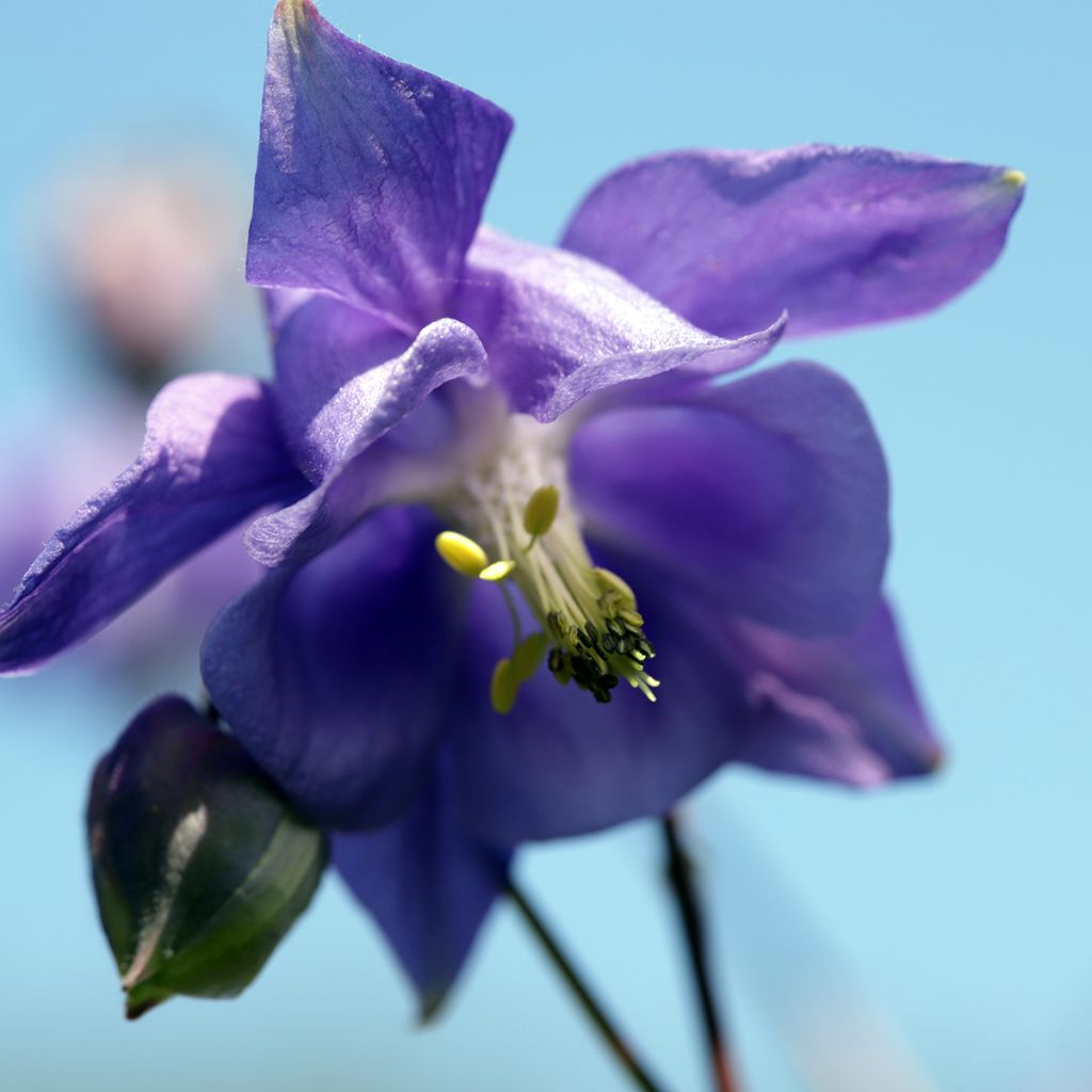 Aquilegia vulgaris - Columbine