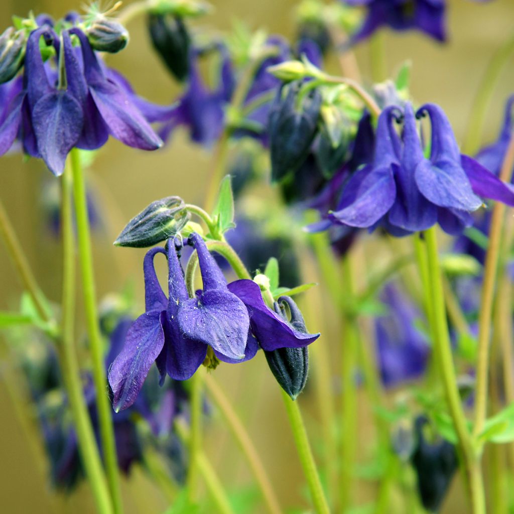 Aquilegia vulgaris - Columbine