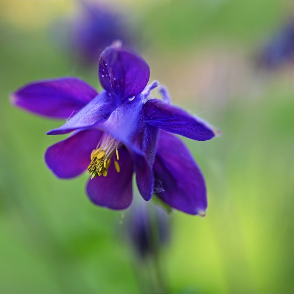 Aquilegia vulgaris - Columbine