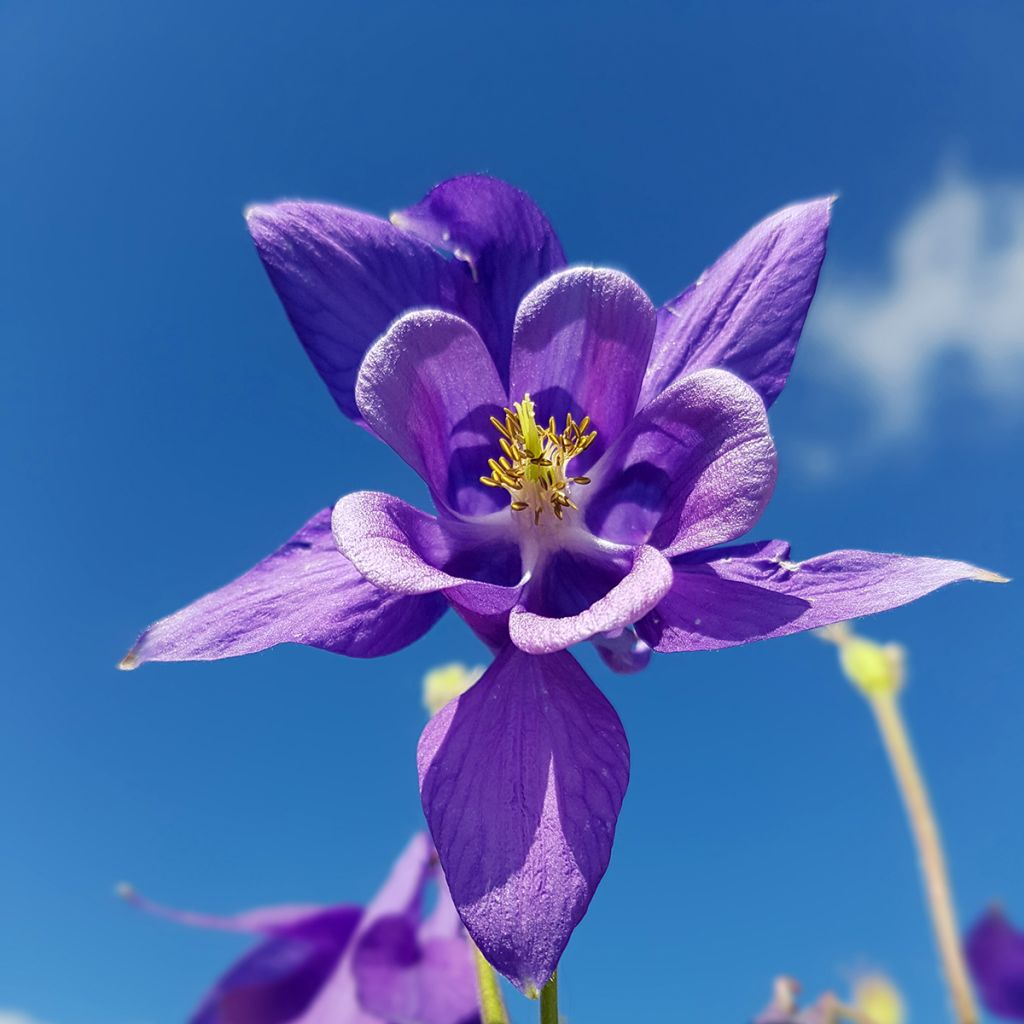 Aquilegia vulgaris - Columbine