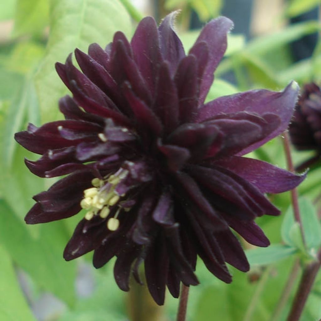 Ancolie hybride Black Barlow - Aquilegia Black Barlow