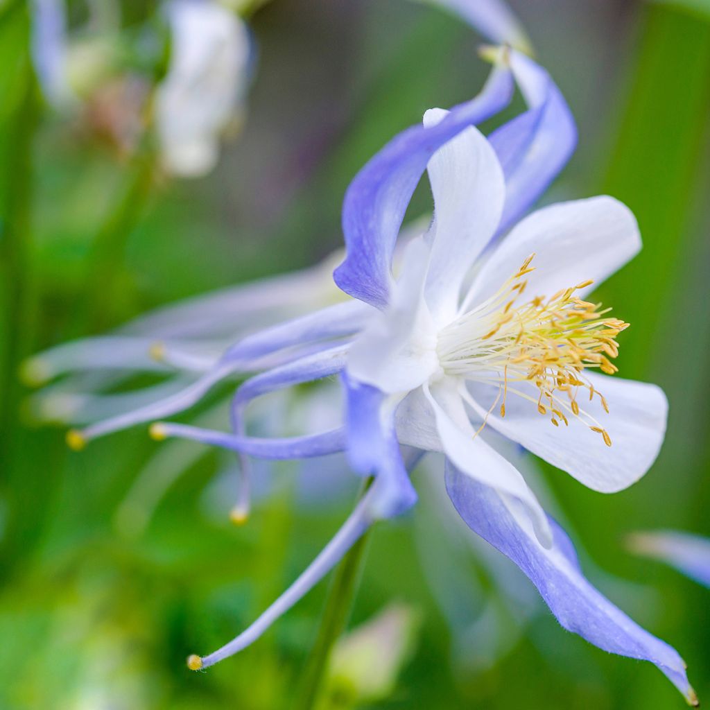 Aquilegia Blue Star - Columbine