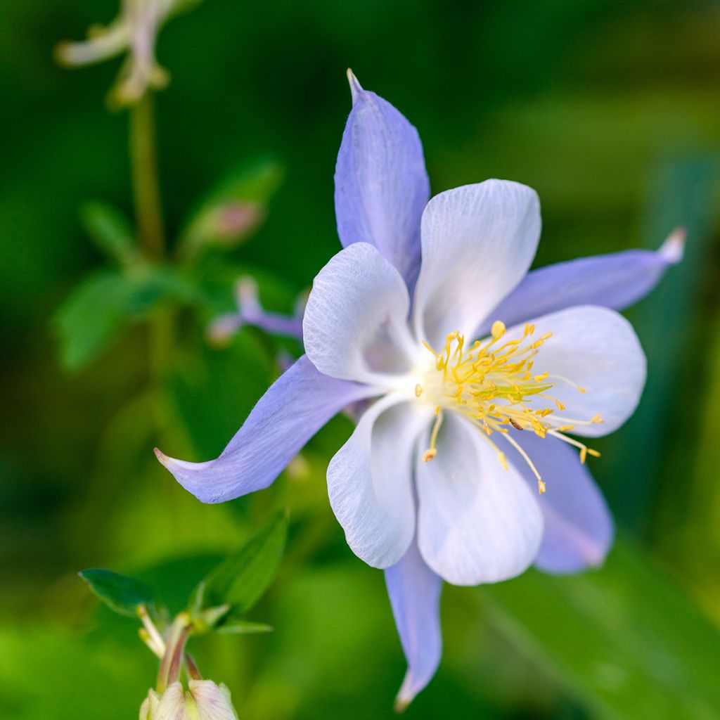 Aquilegia Blue Star - Columbine