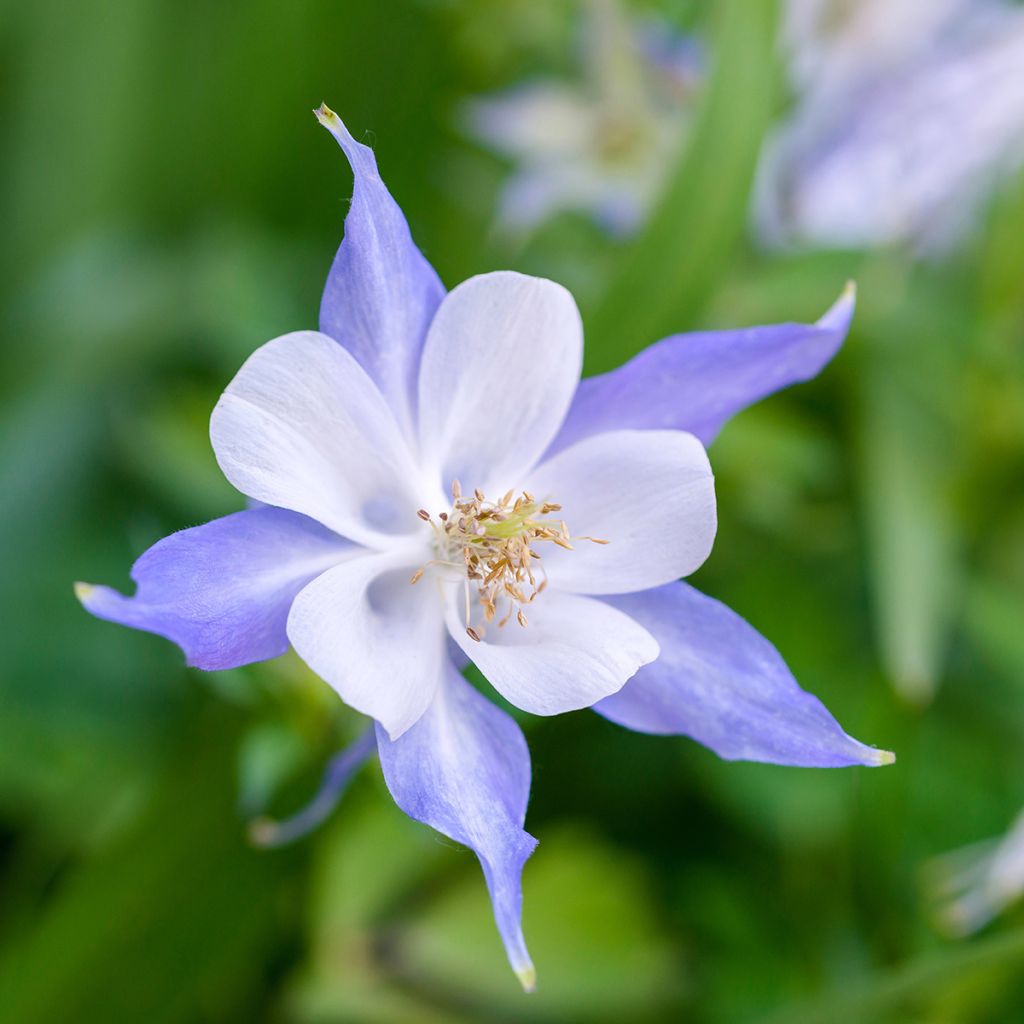 Aquilegia Blue Star - Columbine