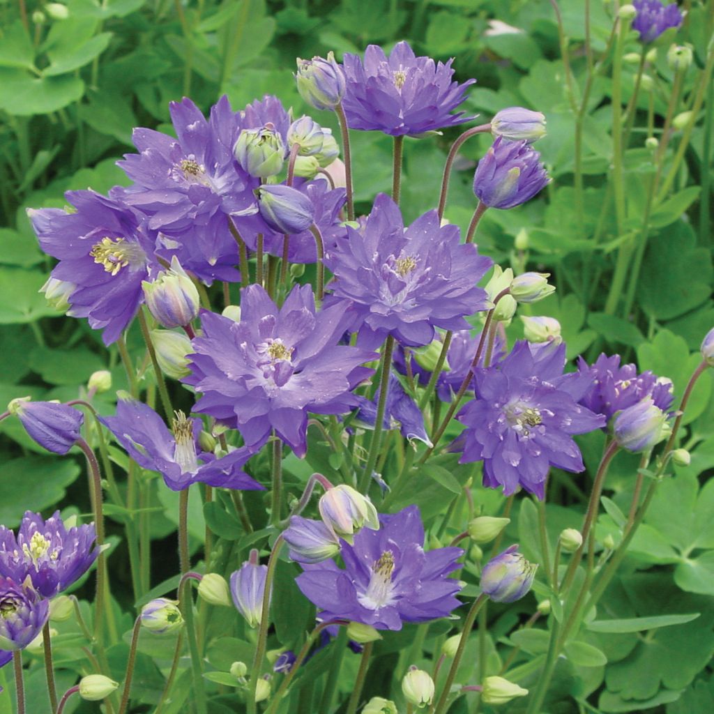 Ancolie Clementine Blue - Aquilegia vulgaris