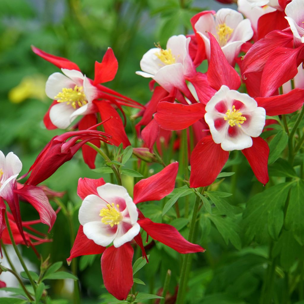 Aquilegia Crimson Star - Columbine