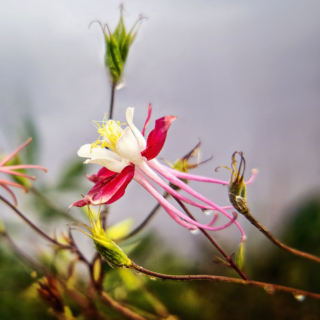 Aquilegia Crimson Star - Columbine