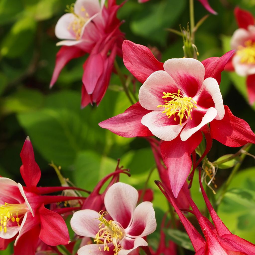 Aquilegia Crimson Star - Columbine