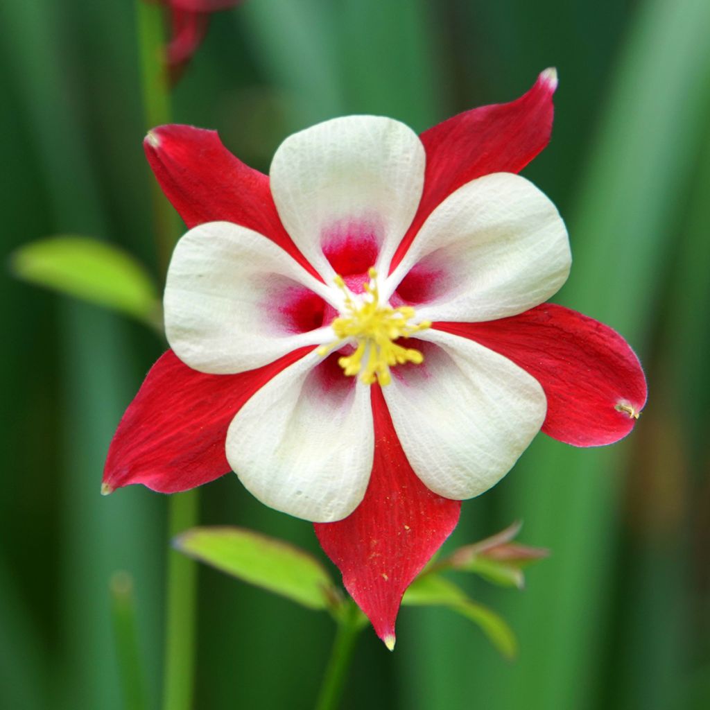 Aquilegia Crimson Star - Columbine