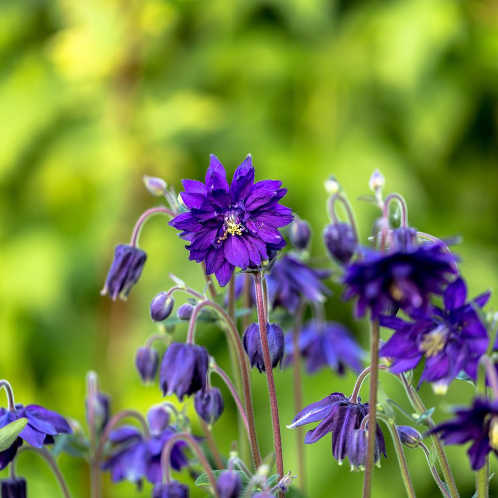 Aquilegia vulgaris Blue Barlow - Columbine