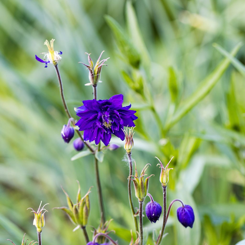 Aquilegia vulgaris Blue Barlow - Columbine