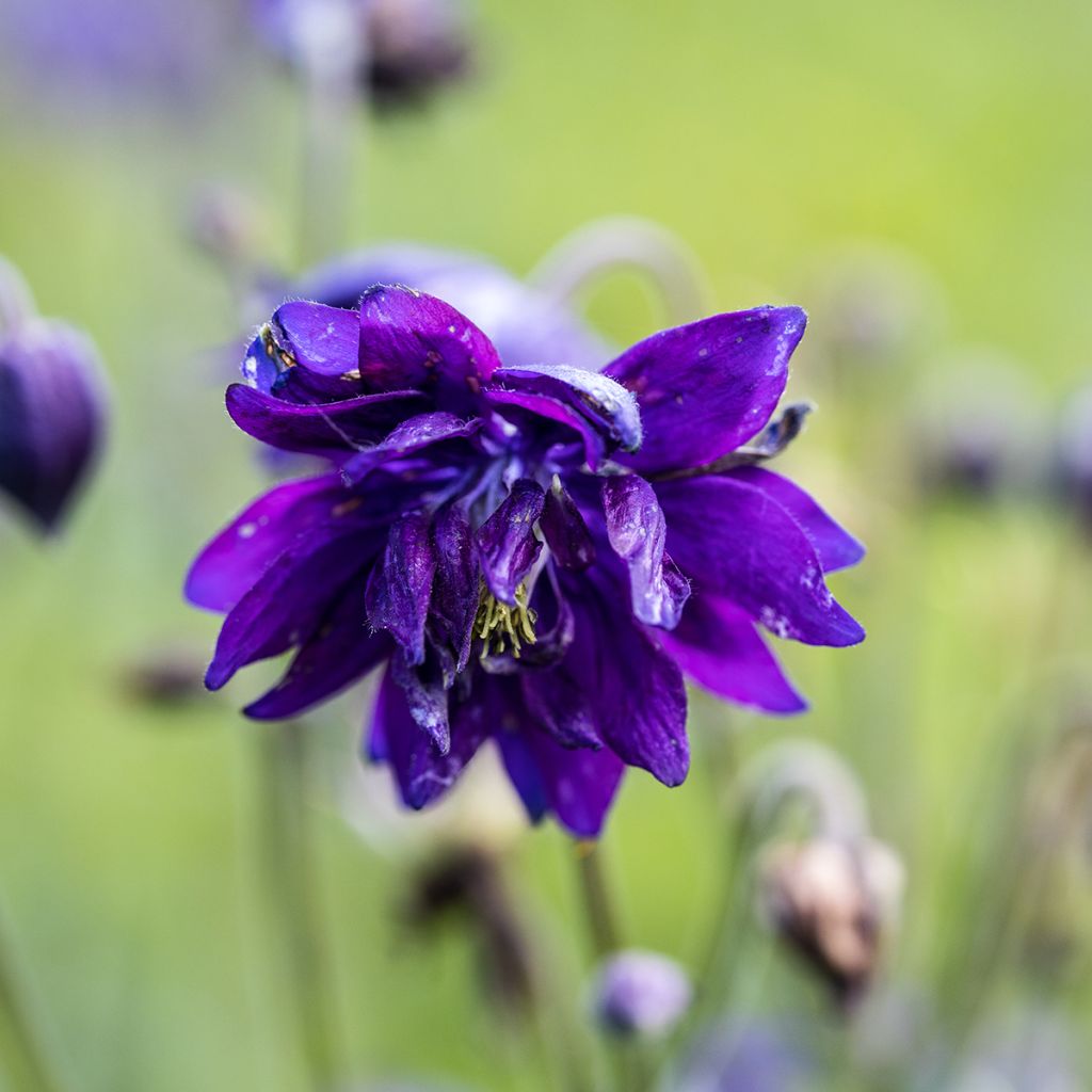 Aquilegia vulgaris Blue Barlow - Columbine