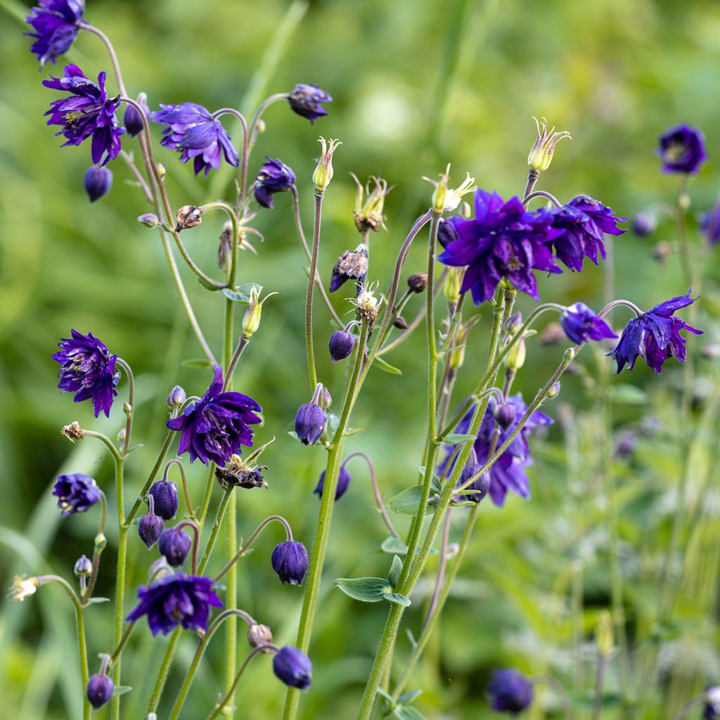 Aquilegia vulgaris Blue Barlow - Columbine