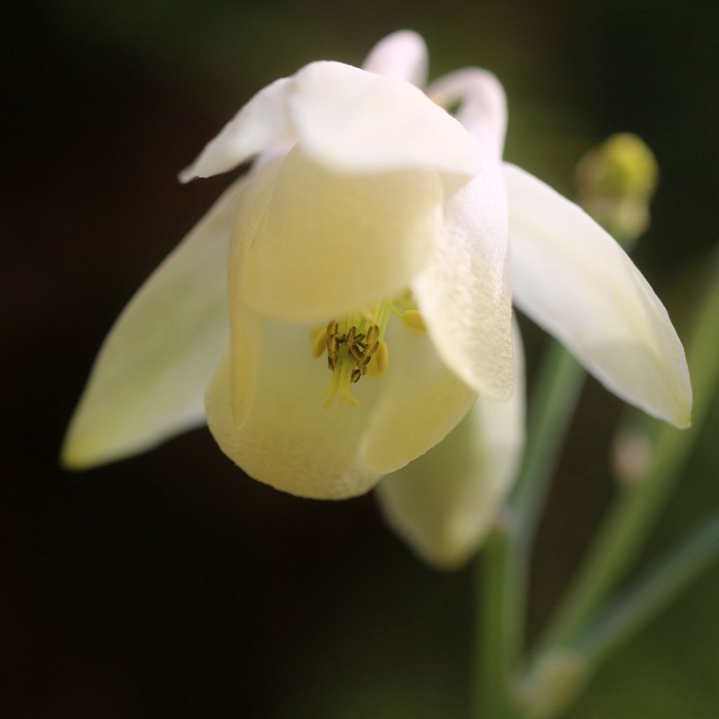 Aquilegia flabellata var. pumila f. alba - Columbine