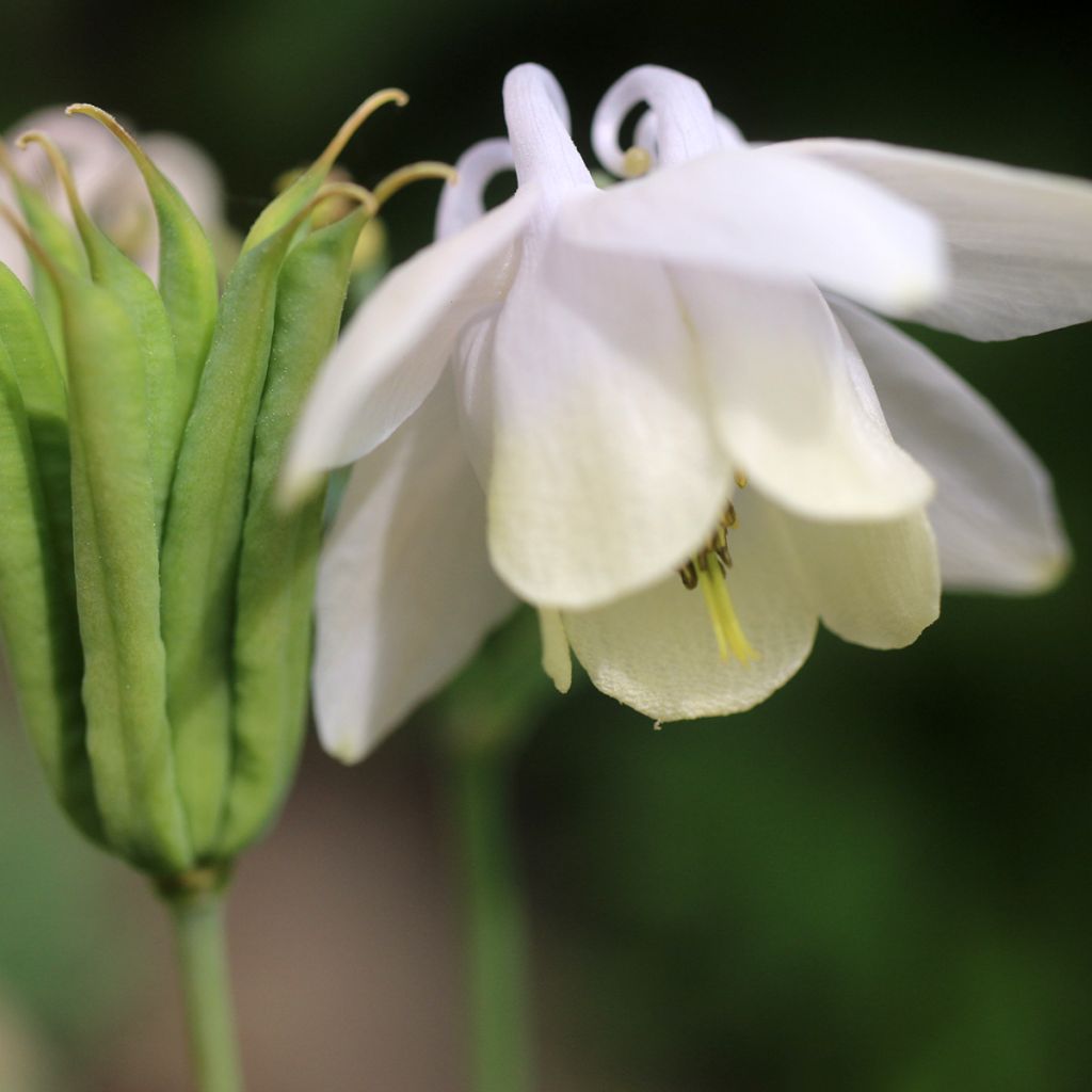 Aquilegia flabellata var. pumila f. alba - Columbine