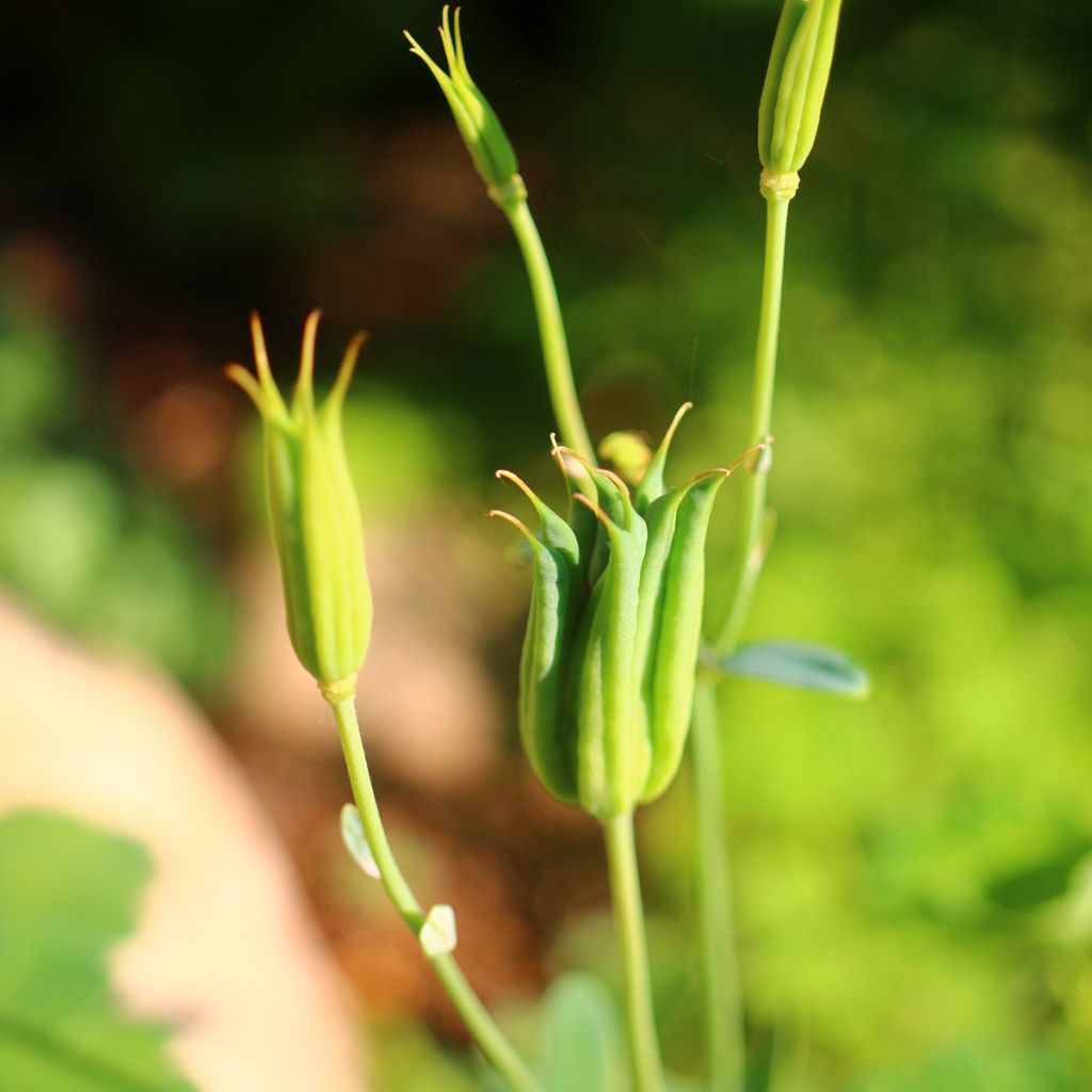 Aquilegia flabellata var. pumila f. alba - Columbine